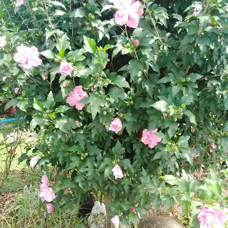 Gaestehaus Brunhilde דירה *