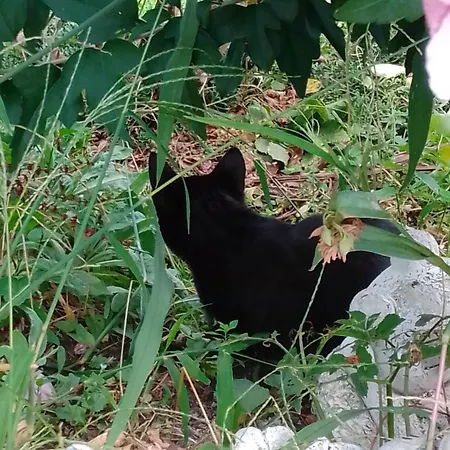 Gaestehaus Brunhilde