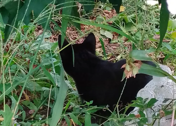 Gaestehaus Brunhilde